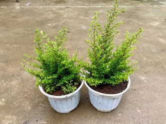 Cây hoa hàm hương là gì? Có thực sự thơm không, trồng bao nhiêu chậu thì mới thơm cả phòng?