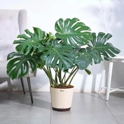 Cây Monstera là gì? Có phù hợp trồng trong nhà? Nguồn gốc, đặc điểm và các giống Monstera phổ biến