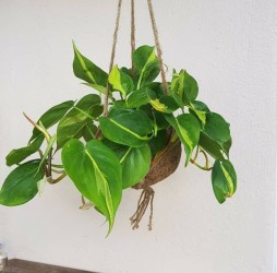 Vì sao nên trồng cây trầu bà ? Các loại câu trầu bà đẹp, câu trầu bà có dễ trồng không