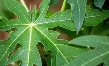 Những bài thuốc từ lá đu đủ giúp phòng và chữa bệnh
