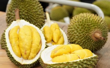 Trái sầu riêng, các giống sầu riêng nổi tiếng tại Việt Nam, giá bán sầu riêng
