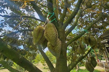 Trồng Sầu Riêng Từ Thời Điểm Này Có Còn Tiềm Năng Không?