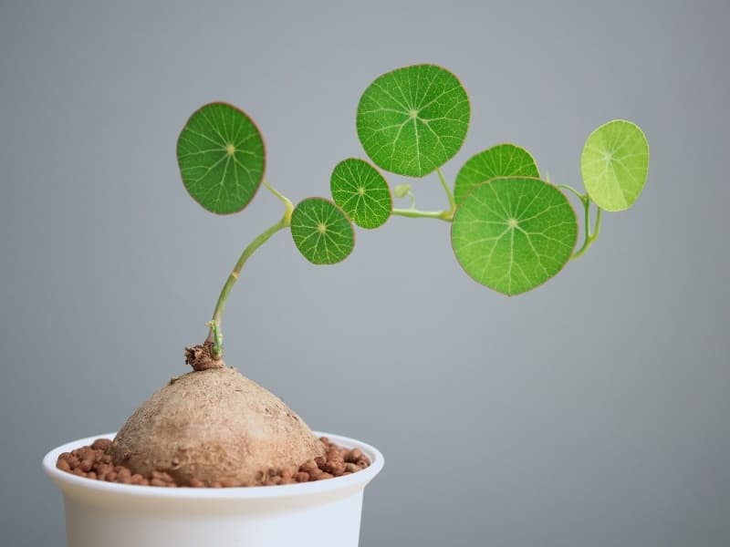 Cây Bình Vôi: Đặc Điểm, Công Dụng Chữa Bệnh Tuyệt Mới Và Kỹ Thuật Trồng Chi Tiết