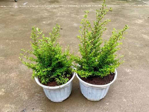 Cây hoa hàm hương là gì? Có thực sự thơm không, trồng bao nhiêu chậu thì mới thơm cả phòng?