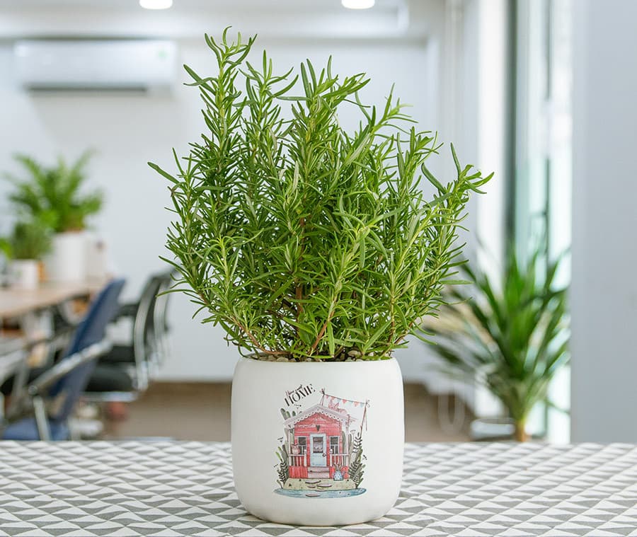 C&acirc;y hương thảo