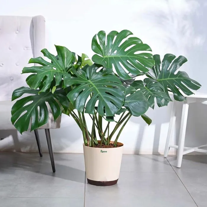 Trầu bà Monstera