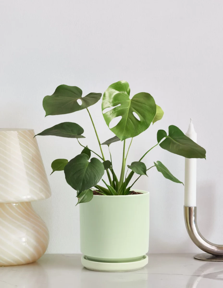 Cây Monstera