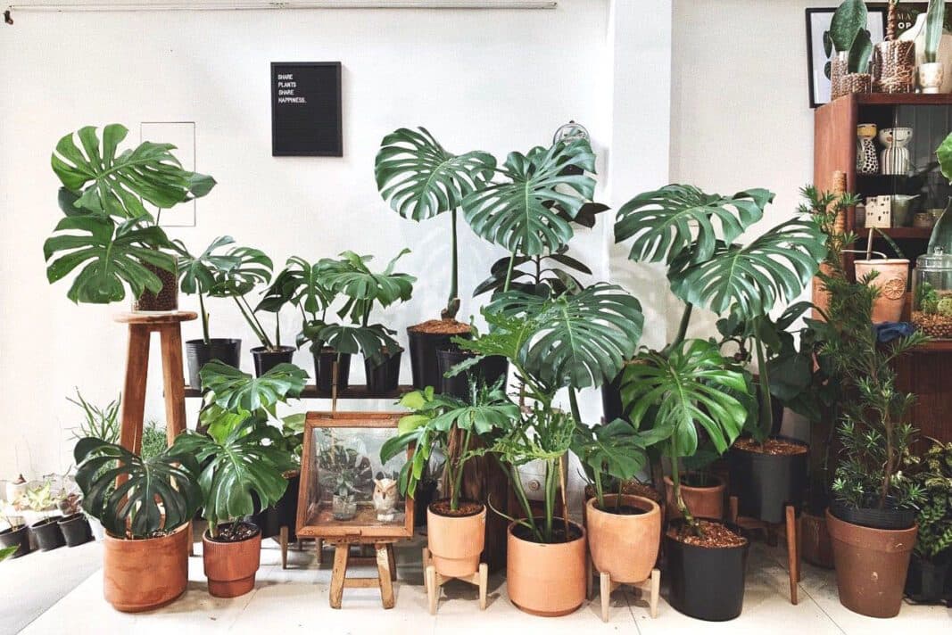 Trầu bà Monstera