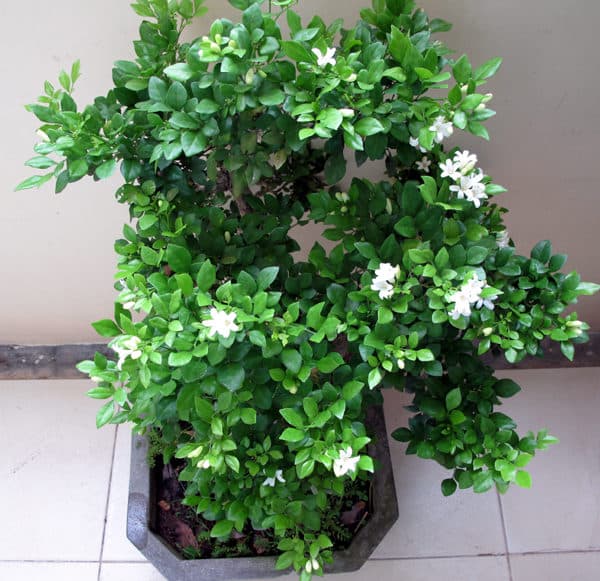 C&acirc;y Nguyệt Quế