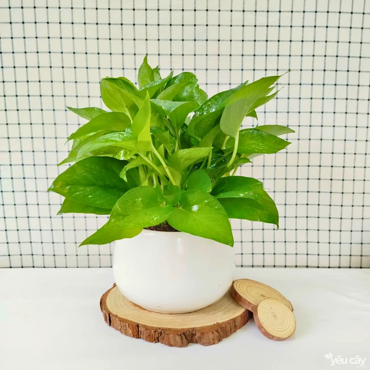 Cây trầu bà