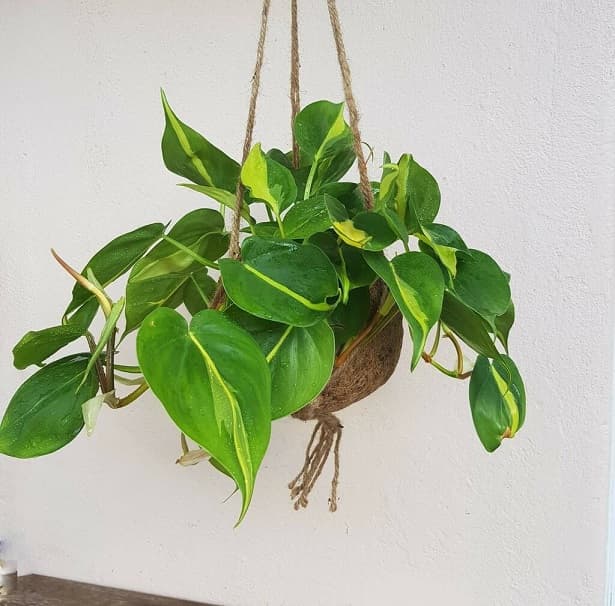 Cây trầu bà Brazil