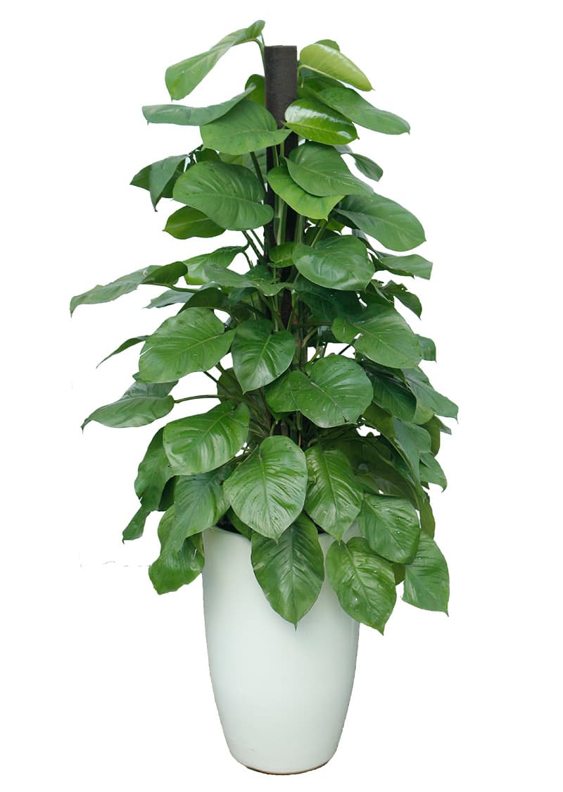 Cây trầu bà leo cột