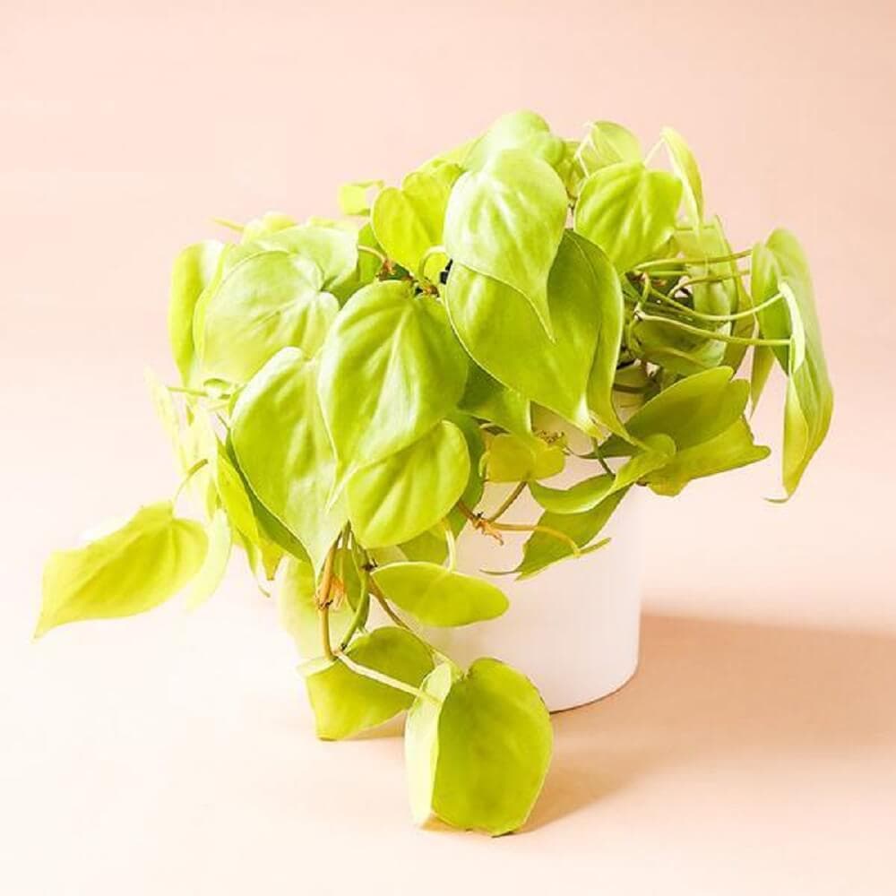 Trầu bà Neon