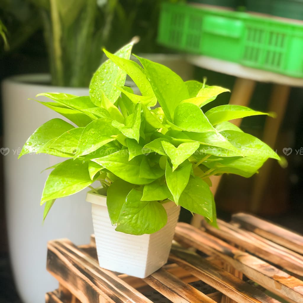 cây trầu bà vàng
