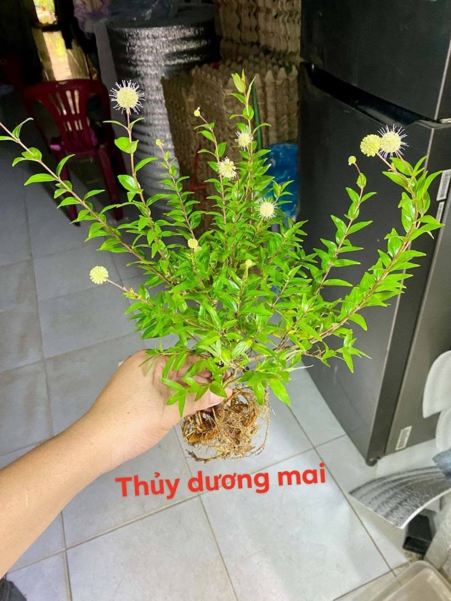 Cây thuỷ dương mai