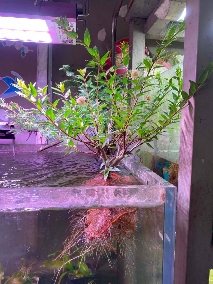 Cây thuỷ dương mai
