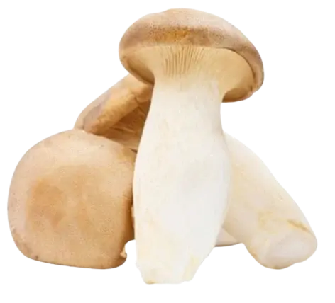 Nấm đ&ugrave;i g&agrave;