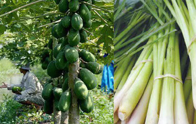 Nấu nước l&aacute; đu đủ v&agrave; sả