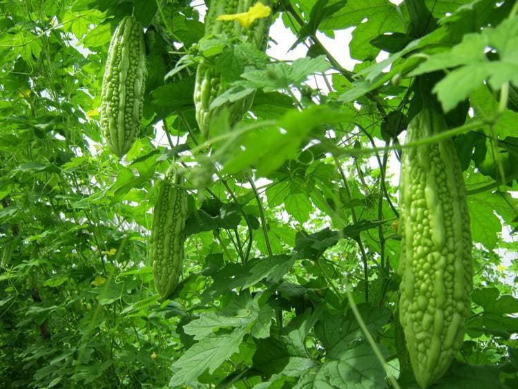 T&aacute;c dụng của tr&aacute;i khổ qua