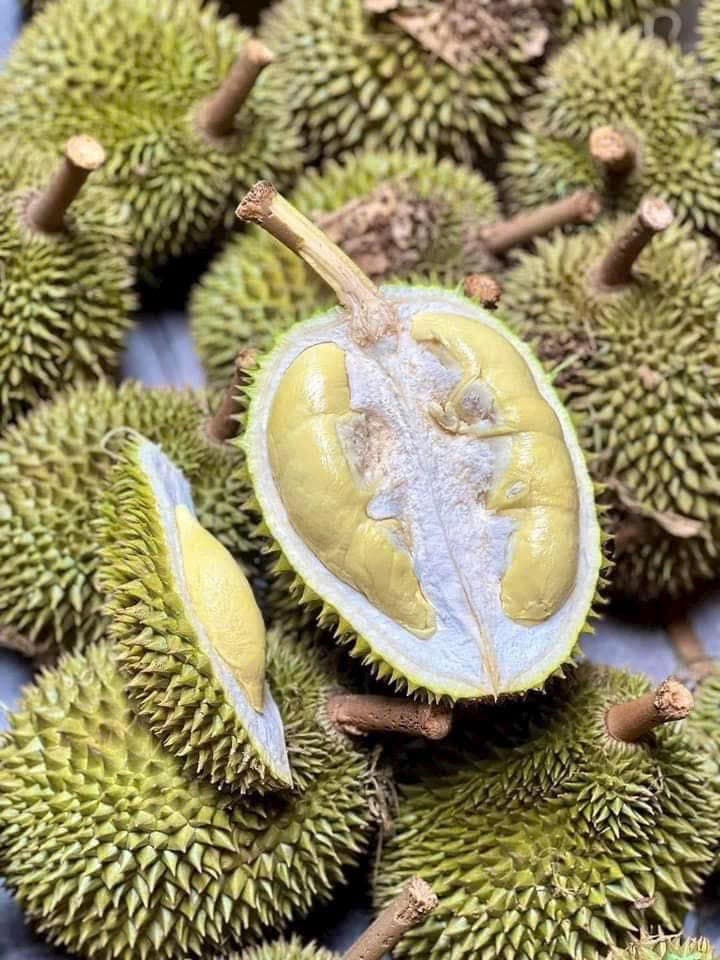 Sầu ri&ecirc;ng Chuồng B&ograve;