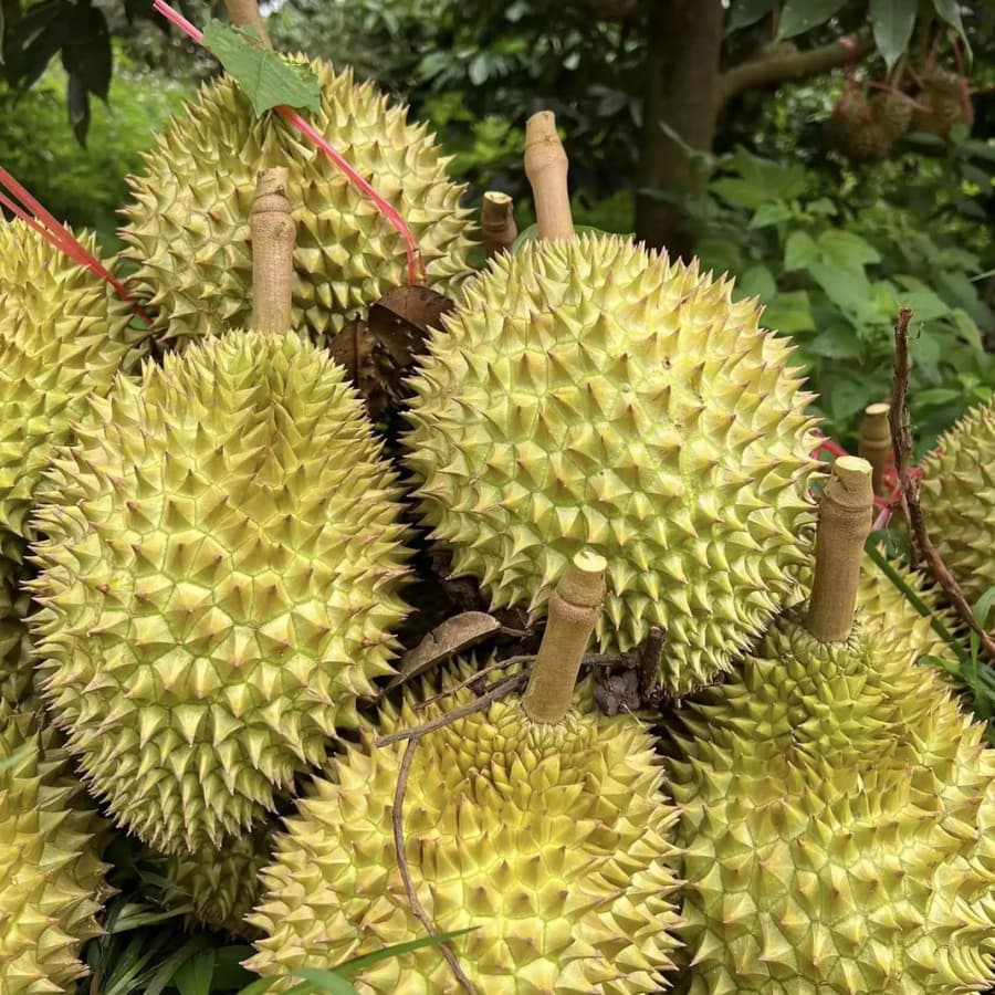 Sầu ri&ecirc;ng Việt Nam
