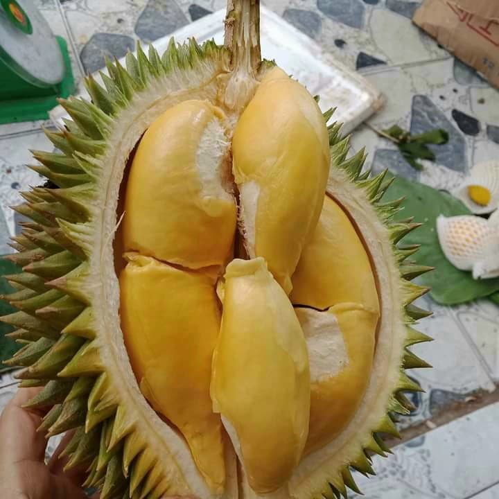 Sầu ri&ecirc;ng S&aacute;u Hữu