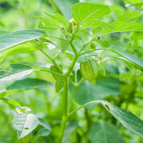 Tầm b&oacute;p Việt Nam