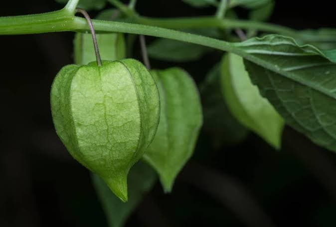 tầm b&oacute;p việt nam