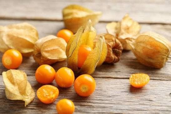 Tầm bóp Nam Mỹ