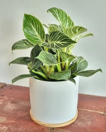 Trầu bà đế vương