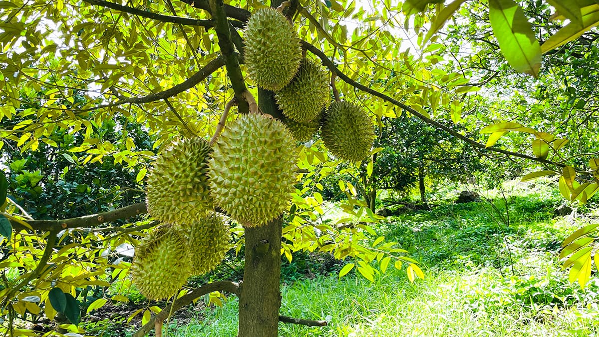 Trồng sầu ri&ecirc;ng