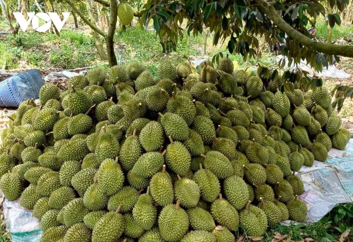 Trồng sầu ri&ecirc;ng